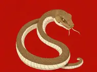 生肖蛇被谁取代了？揭秘生肖传说隐藏的真相